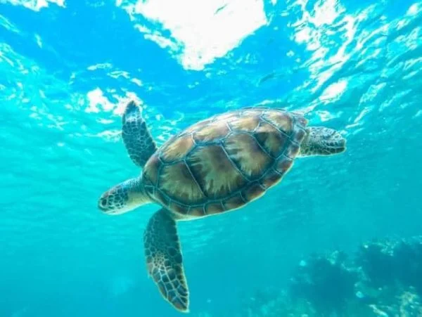 Summer by the Sea with Yachting and Sailing Experience in Playa Del Carmen