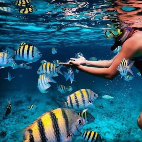 Snorkeler swimming with tropical fish at the reef
