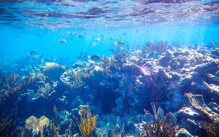 5 Hour Private Charter to the Inca Reef and La Bocana